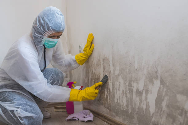 Best Residential Mold Remediation in Marianne, PA