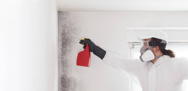 Best Emergency Mold Remediation in Marianne, PA